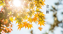 【節(jié)氣飲食】立秋將至，吃最合適的飲食，平穩(wěn)度過季節(jié)交替！